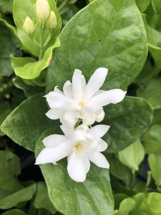 Jasmine ''Belle of India''