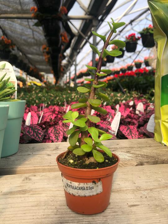 Portulaca afr. Variegata vert