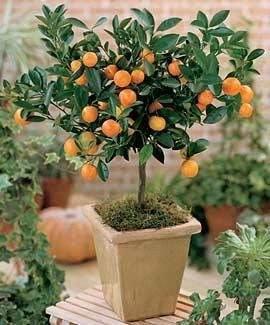 Calamondin (oranger)  