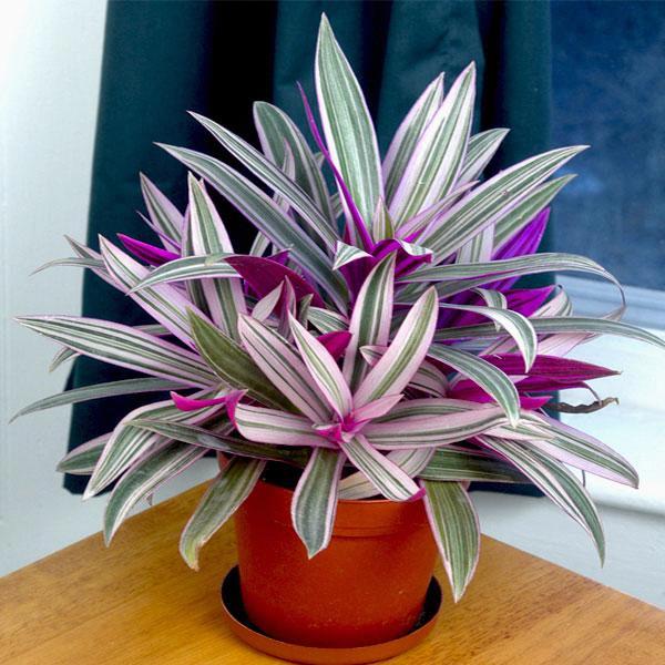 Rhoeo discolor tricolor