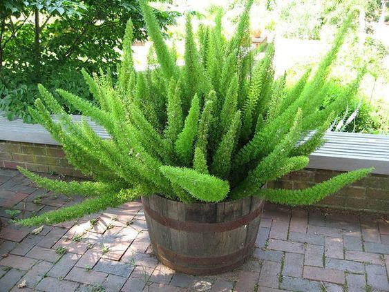 Asparagus densiflorus Mazeppa