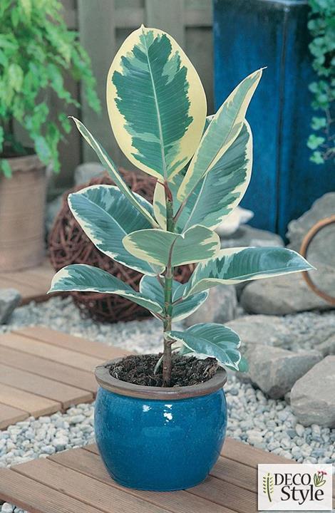 Ficus elastica ‘Tineke’