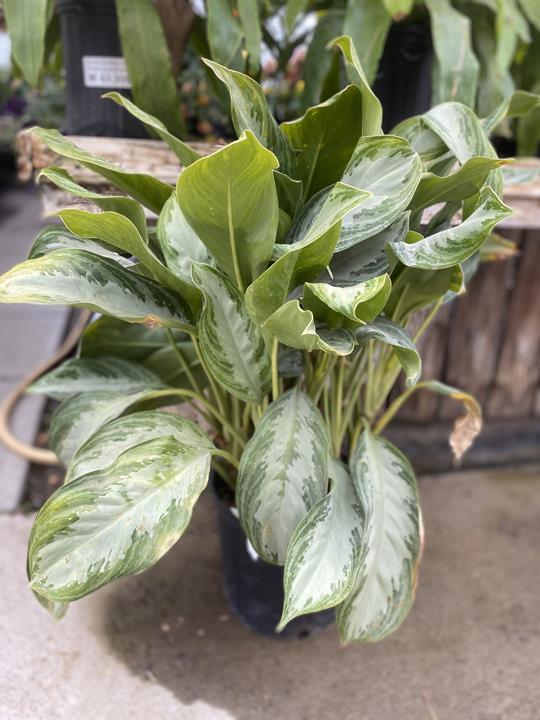 Aglaonema Silver Bay
