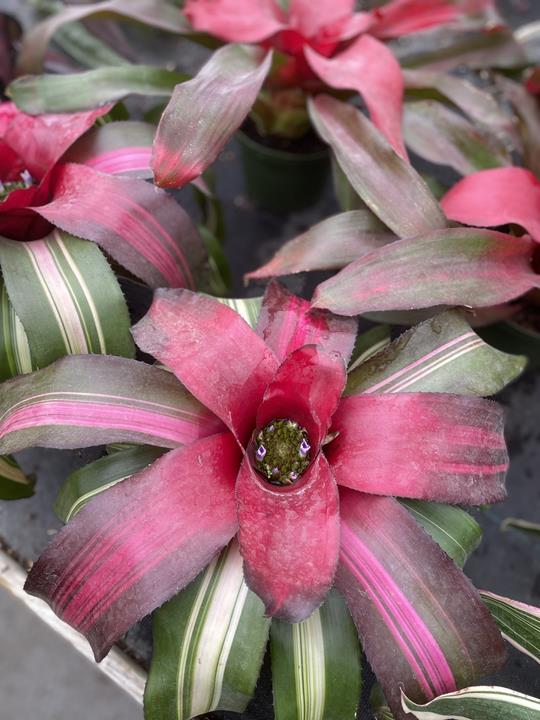 Bromelia-Neoregelia