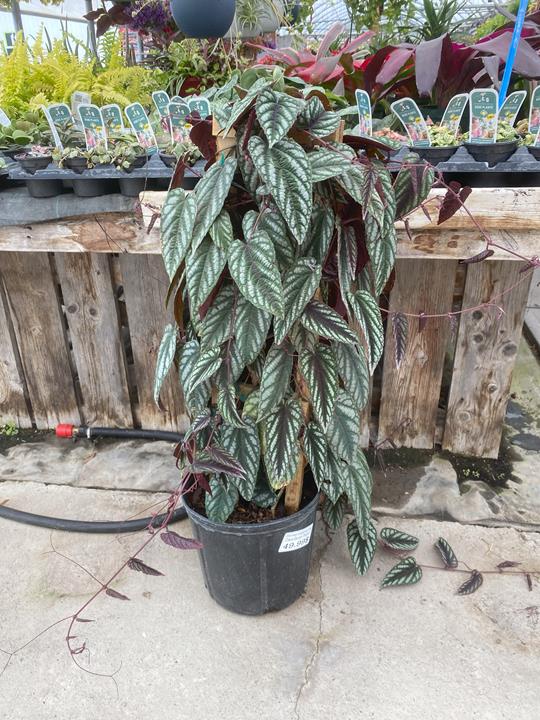 Cissus discolor