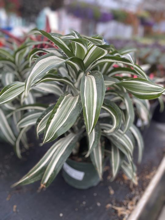 Dracena Jade Jewel pot 8''