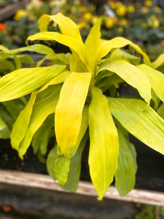 Dracena Lime Light
