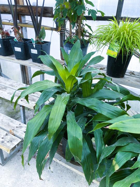 Dracena Lemon Lime 