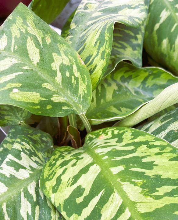 Homalonema Camouflage