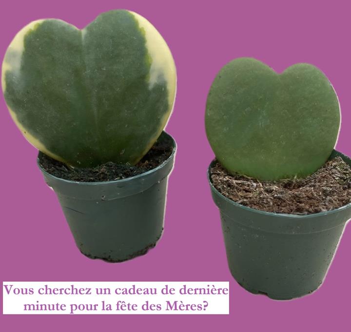 Hoya Kerri heart assortis