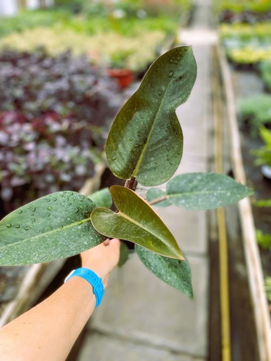 Philodendron imperial red