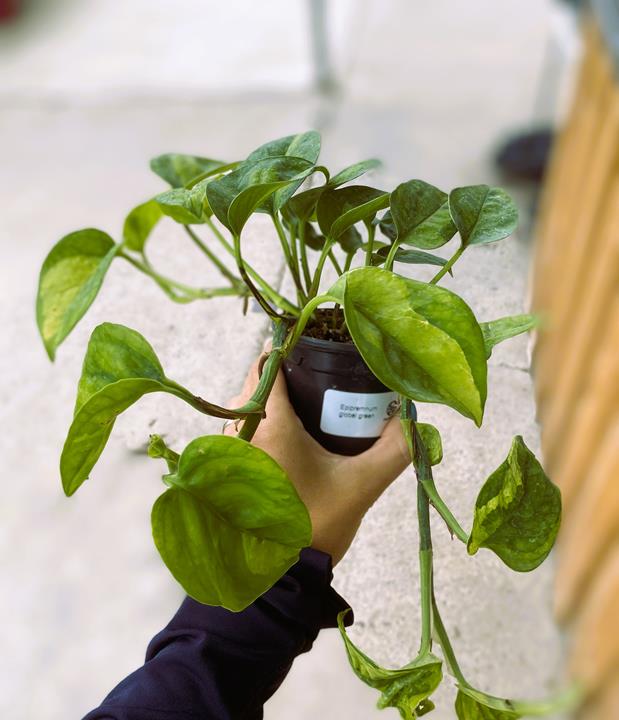 Pothos Global green