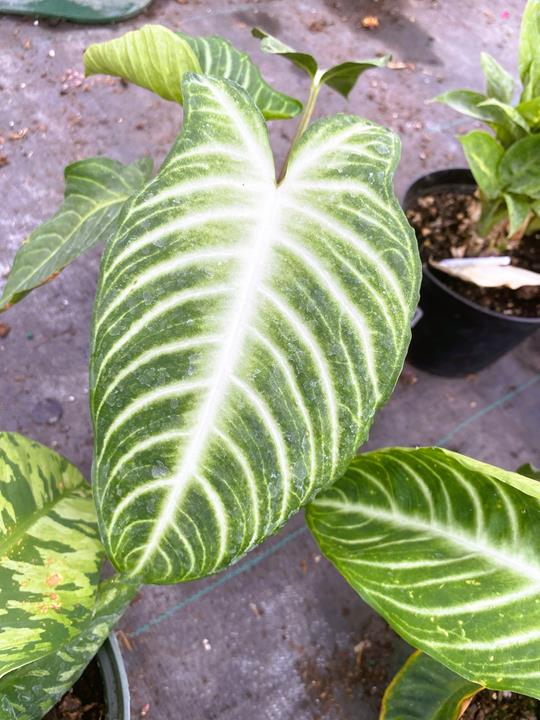 Xanthosoma lindenii magnificum