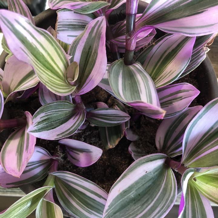 Tradescantia Nanouk (rose marbré)