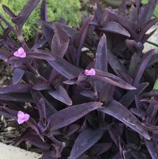 Tradescantia pallida purple (Misère pourpre)