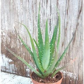 Aloe x humilis Spineless Hedgehog