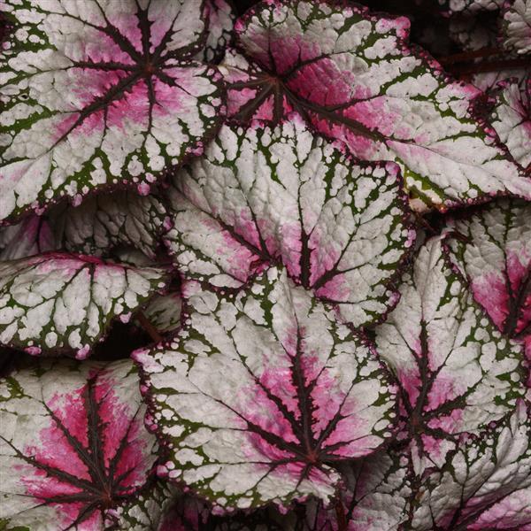 Begonia rex Bewitched Pink