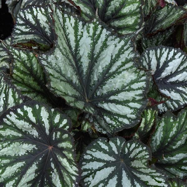 Begonia rex Jurassic Megalo™ Reptile