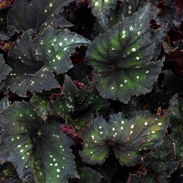 Begonia Rex Shadow King® Cool White