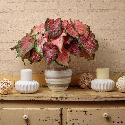 Caladium variés