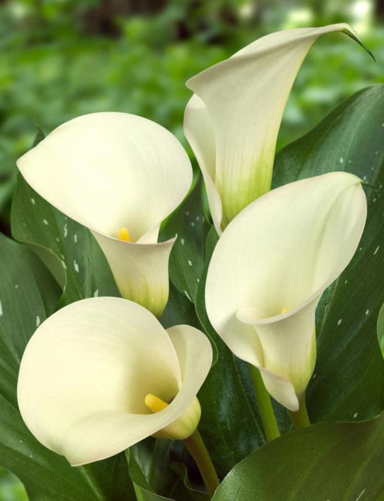 Calla 'Captain Ventura'