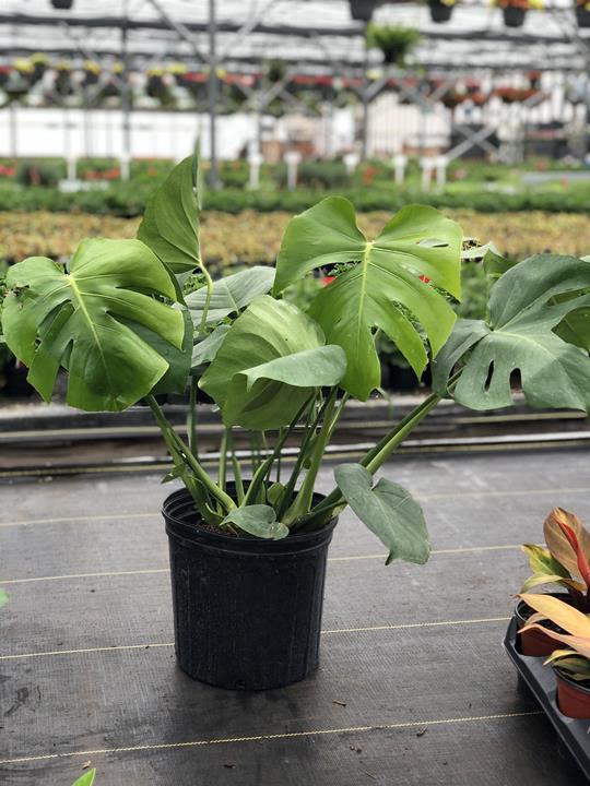 Philodendron Monstera