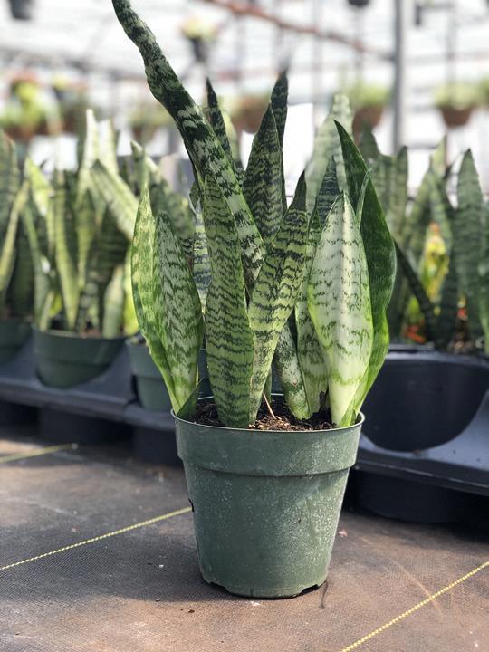 Sanseveria laurentii assorti