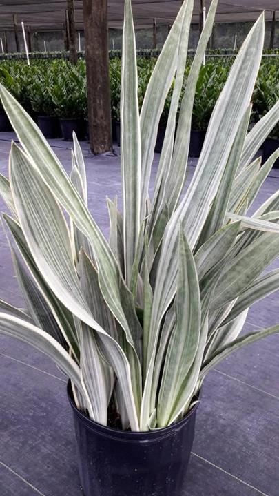 Sansevieria laurentii Sayuri