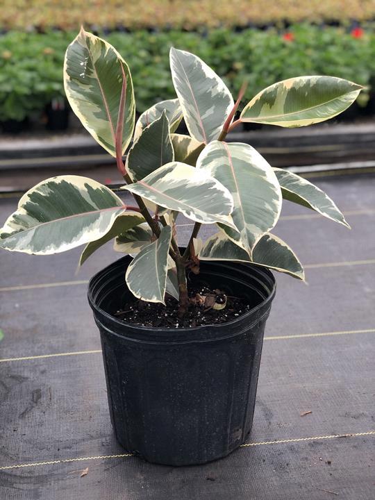 Ficus elastica ‘Tineke’ arbuste