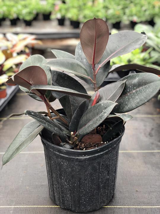 Ficus elastica ‘Burgundy’