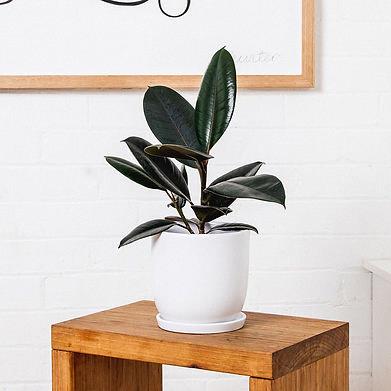 Ficus elastica ‘Burgundy’