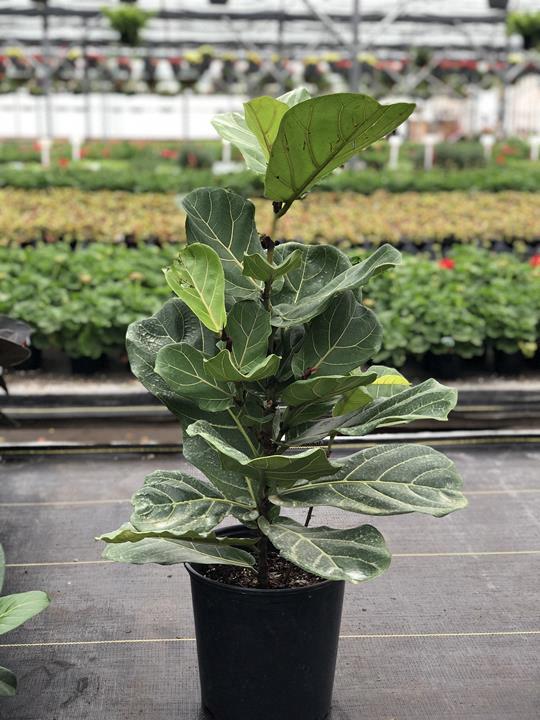 Ficus lyrata bush