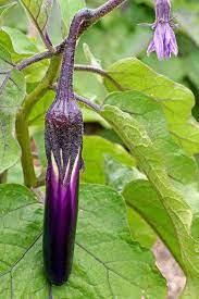 Aubergine Chinoise