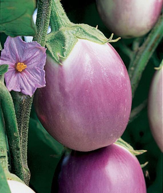 Aubergine Rosa Bianca