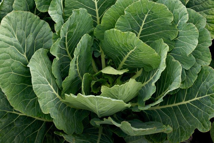 Collards