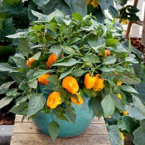 Piment doux Patio 'Mohawk'