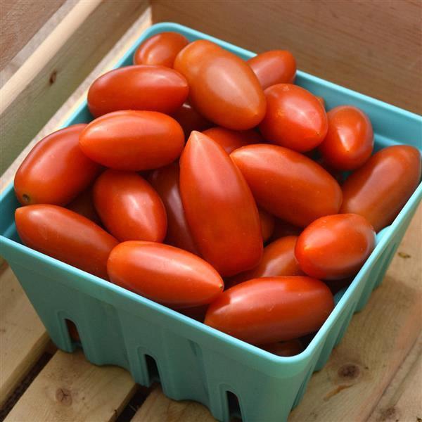 Tomate Marzito (mini Marzano italienne)