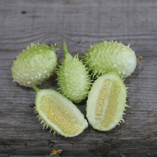 Concombre des Antilles