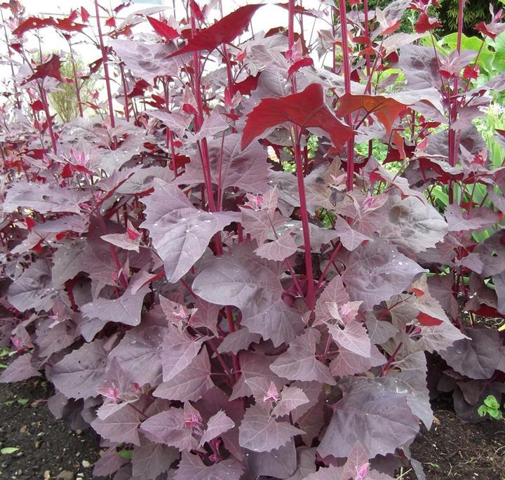 Arroche rouge (Atriplex hortensis)