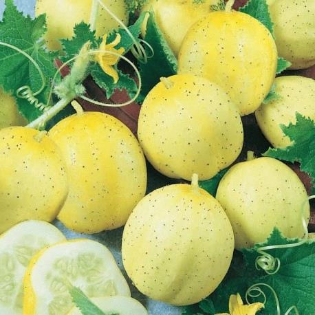 Concombre citron 'Lemon'
