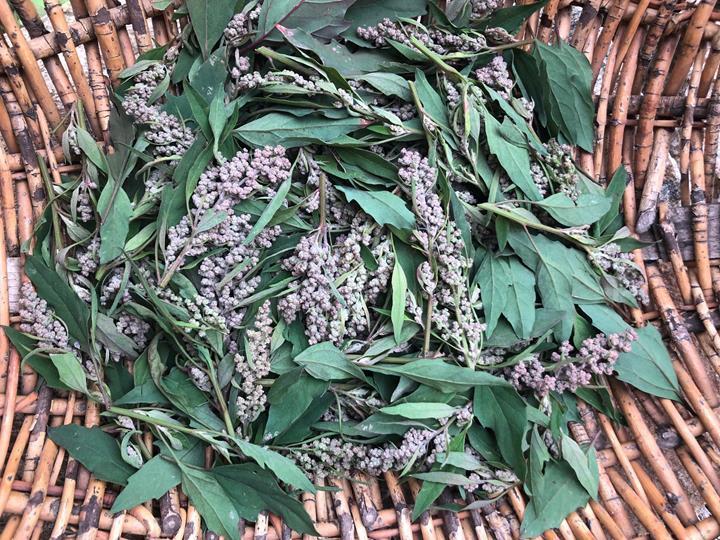 Épinard des Aztèques rouge