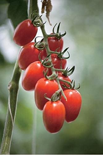 Tomate cerise raisin rouge