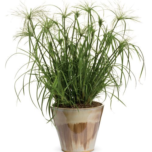 Cyperus papyrus ‘King Tut’