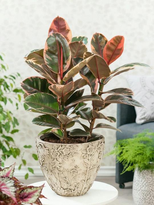 Ficus elastica ‘Ruby’