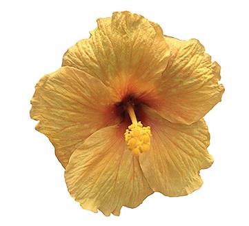 Hibiscus Tradewinds® Lilikoi (yellow)