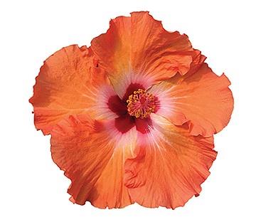 Hibiscus Tradewinds® Mandarin Wind