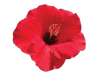 Hibiscus Tradewinds® Tortuga Wind