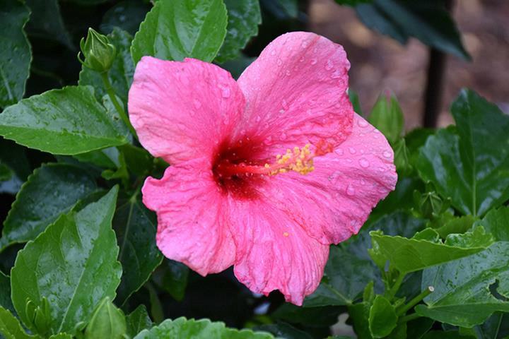 Hibiscus Tradewinds® Cayman Wind