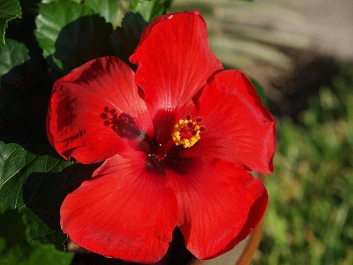 Hibiscus Tradewinds® Brillant Red