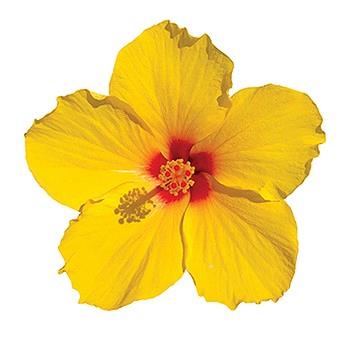 Hibiscus Tradewinds® Sunny Wind